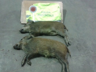 Cacciatore getta dall'auto due cinghiali appena abbattuti