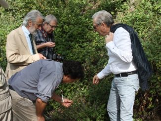 Passeggiata alla ricerca di erbe spontanee commestibili