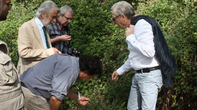Passeggiata alla ricerca di erbe spontanee commestibili