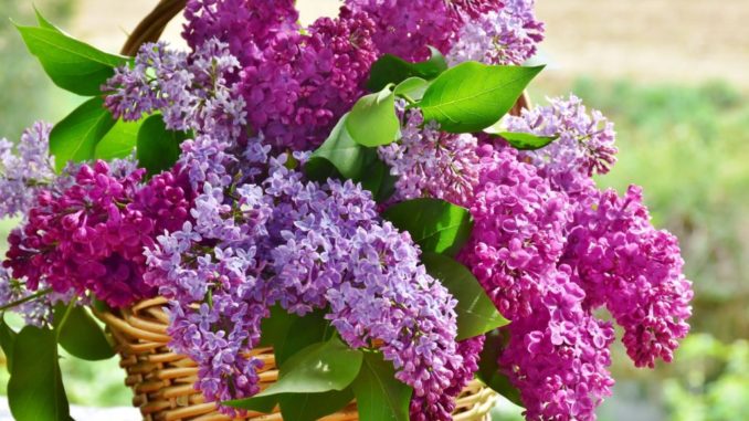 Todi Fiorita 2019, al via la XII edizione della Mostra Mercato