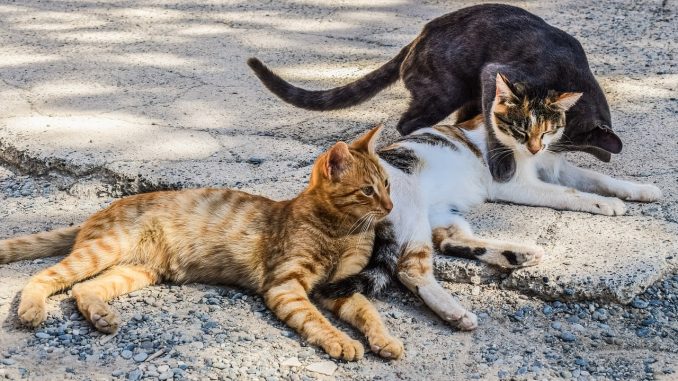 Marsciano prosegue la campagna di sterilizzazione dei gatti randagi. Il Comune cerca un ambulatorio veterinario con cui convenzionarsi Marsciano prosegue la campagna di sterilizzazione dei gatti randagi. Il Comune cerca un ambulatorio veterinario con cui convenzionarsi