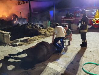 Incendio muore cavallo nel box, fiamme lo hanno avvolto e ucciso