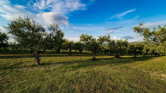 Todi apre Frantoi Aperti con venti "assaggi" d'olio e di territorio