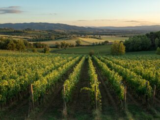 Torgiano, il bello e il buono dell’Umbria