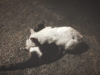 Appello per fermare le morti dei gatti a Marsciano