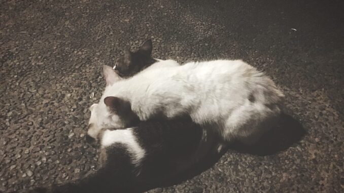 Appello per fermare le morti dei gatti a Marsciano