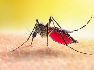 Registrato un caso di Dengue nel Comune di Torgiano