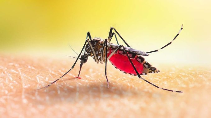 Registrato un caso di Dengue nel Comune di Torgiano
