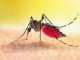 Registrato un caso di Dengue nel Comune di Torgiano